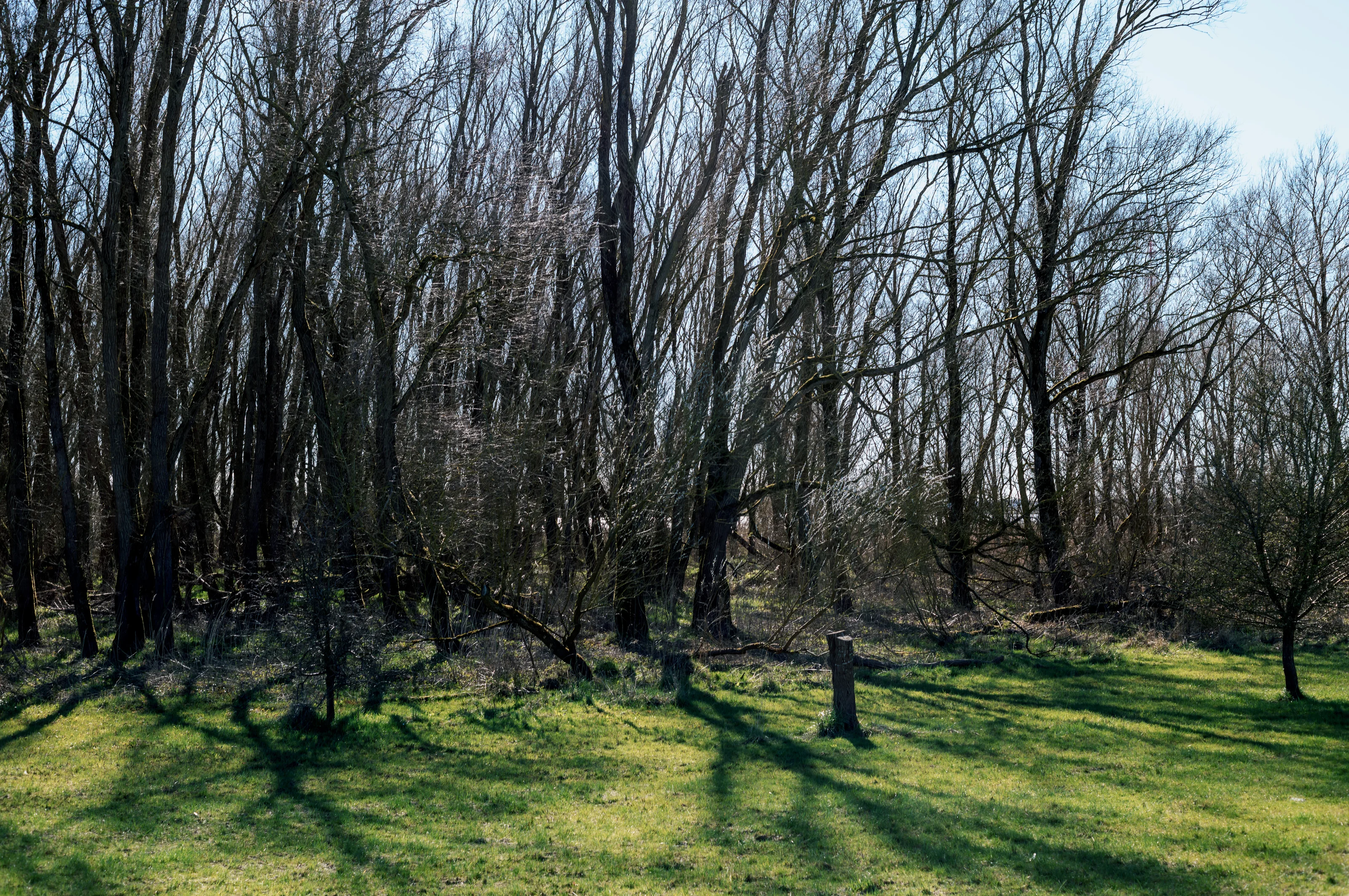 A forest clearing with leafless trees casting long shadows on the grassy ground.