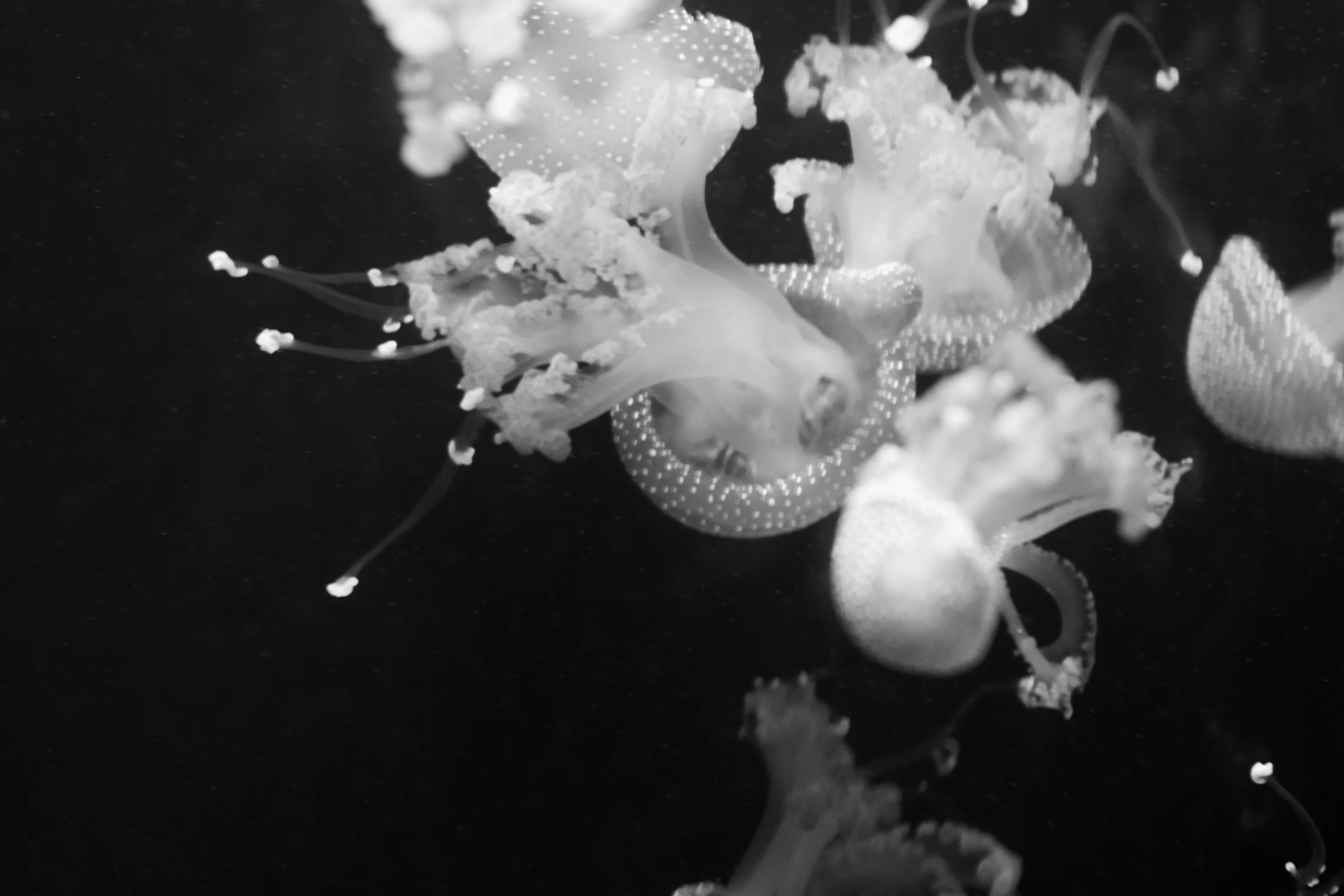 A group of jellyfish with bulbous tops and trailing tentacles in a dark aquatic environment.