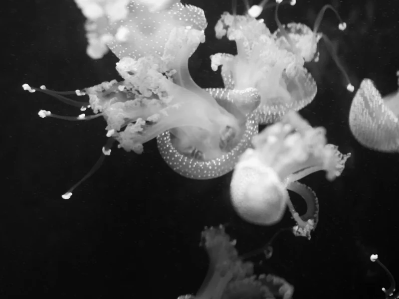 A group of jellyfish with bulbous tops and trailing tentacles in a dark aquatic environment.