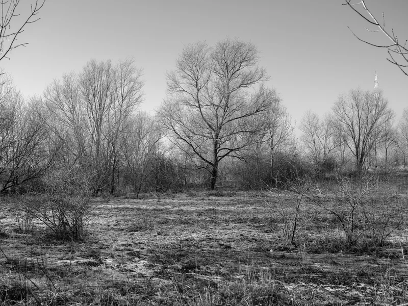 Black and white photograph of leafless trees in a barren landscape.