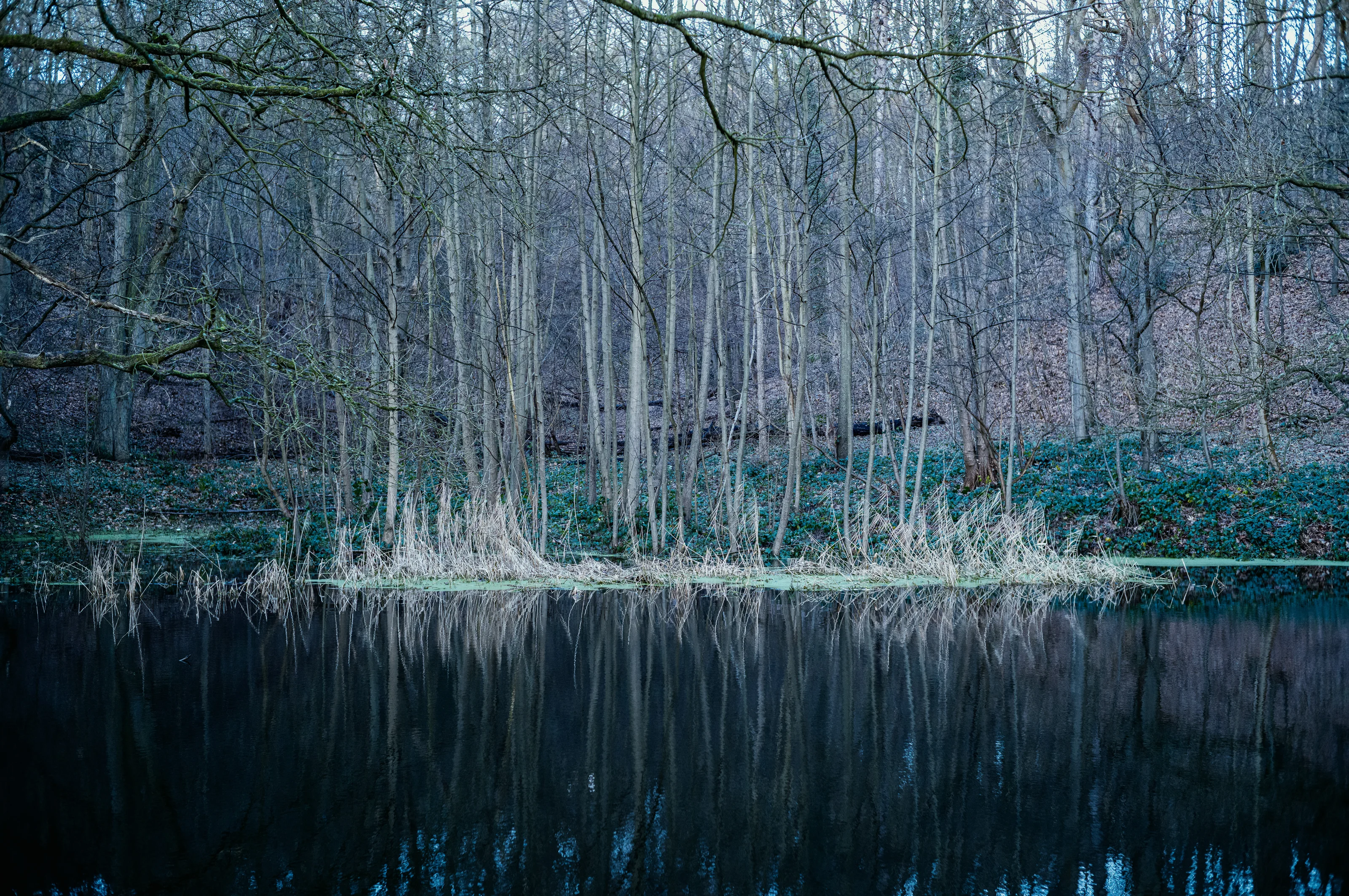 A tranquil forest scene with trees reflected in a calm pond.
