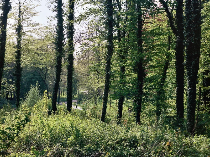 A lush, green forest with tall trees covered in ivy.