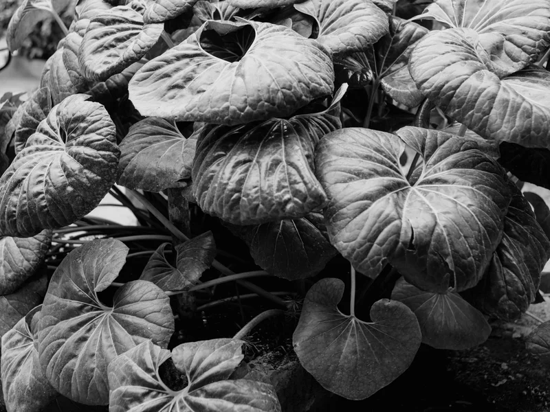 Black and white photo of large, textured leaves overlapping each other.