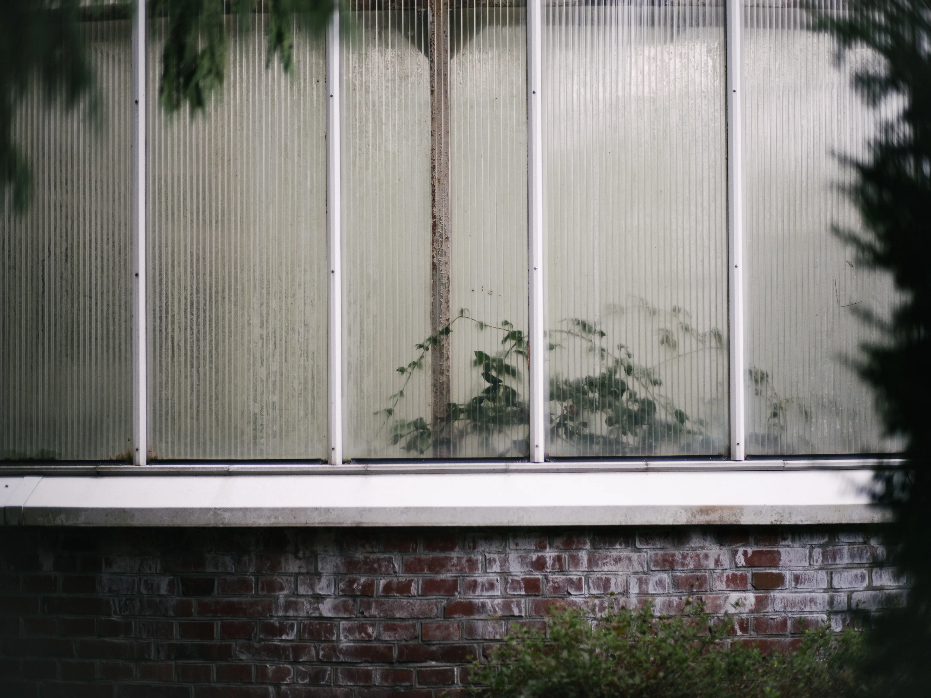 A brick wall with tall, narrow windows partially obscured by foliage.