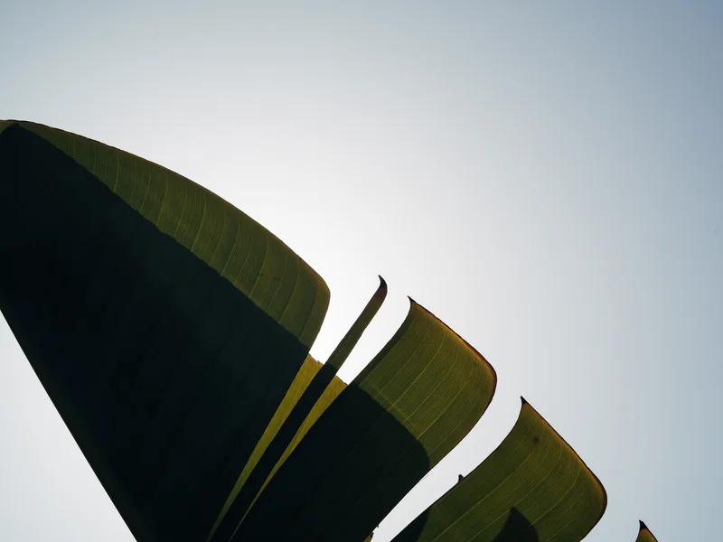 Silhouetted leaves against a clear sky.