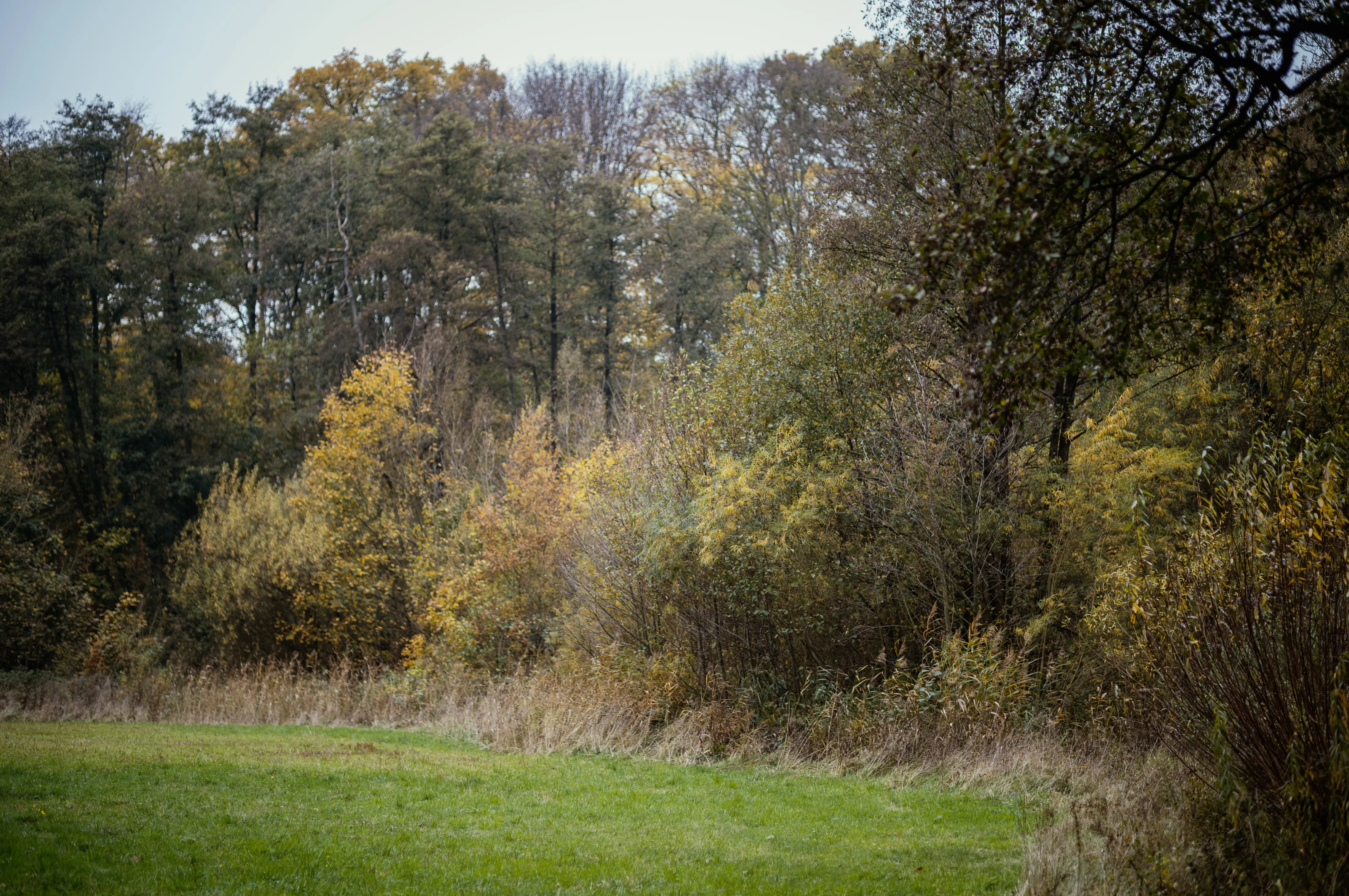 Forest edge with autumnal trees and grassy foreground under a cloudy sky.