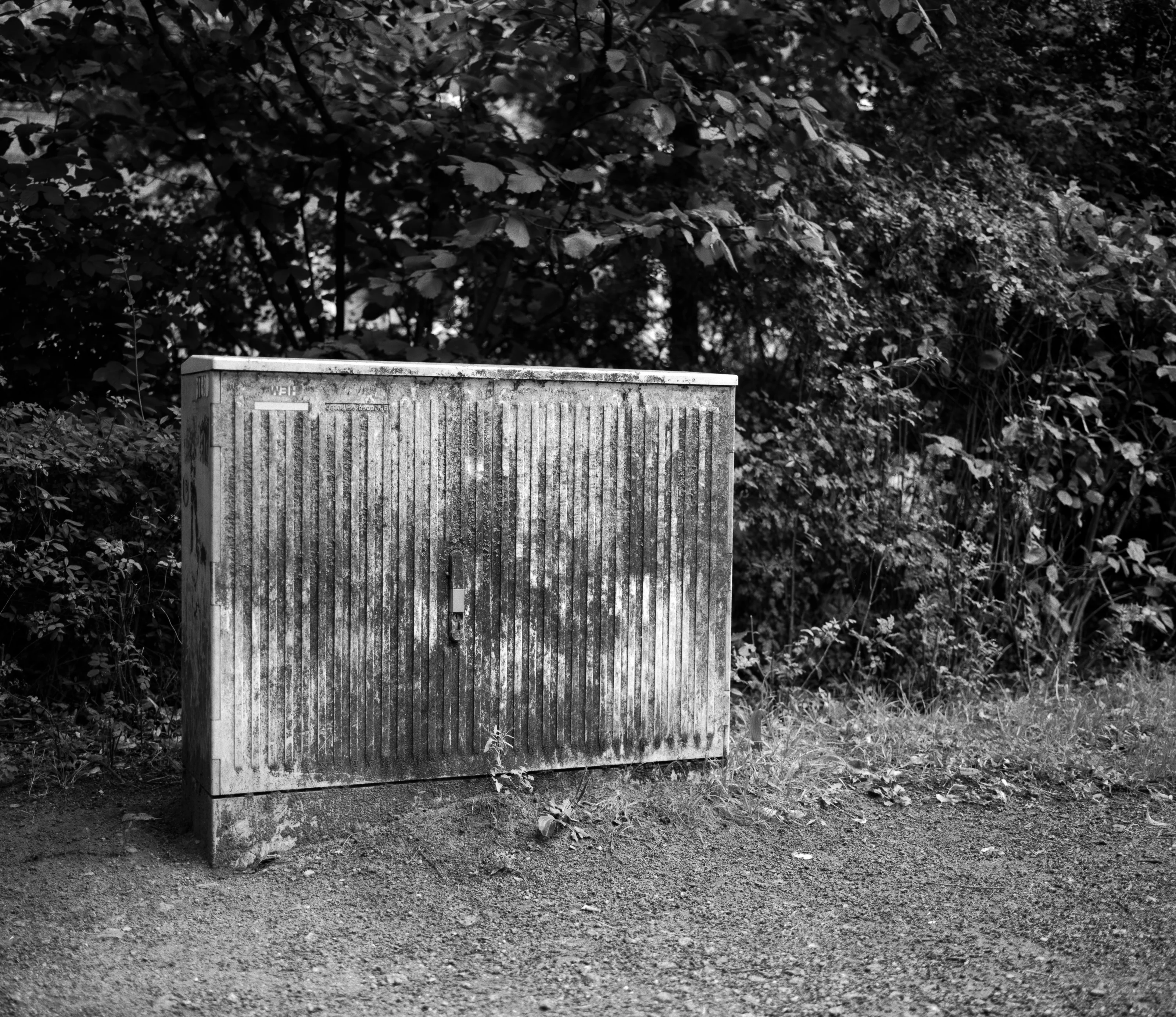 A weathered utility box stands in front of a backdrop of dense foliage.