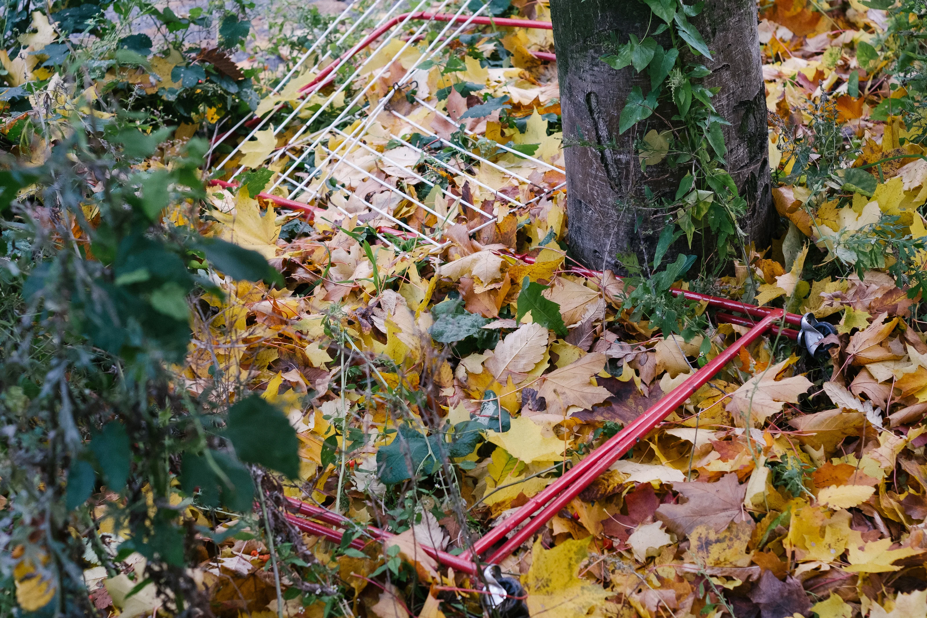 A tree surrounded by colorful fallen leaves and a red discarded bicycle frame.