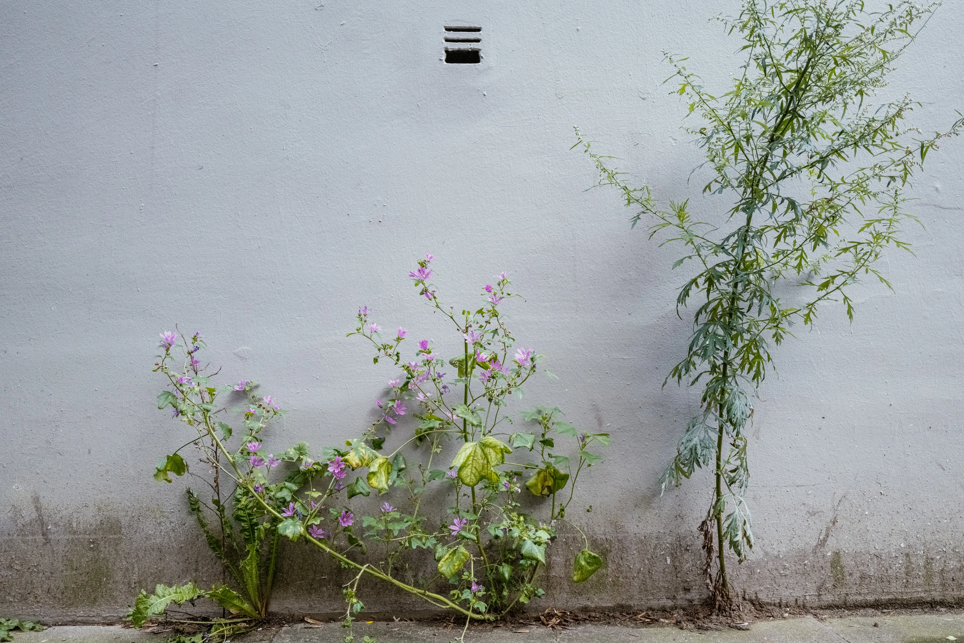 Purple flowers and a tall green plant growing against a white wall.