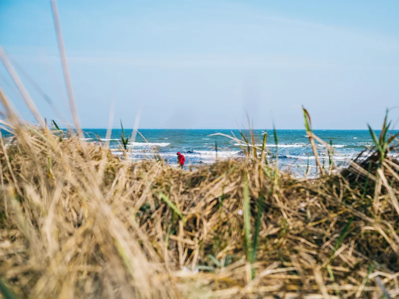 Person in red jacket walking along a beach with a foreground of tall grass.