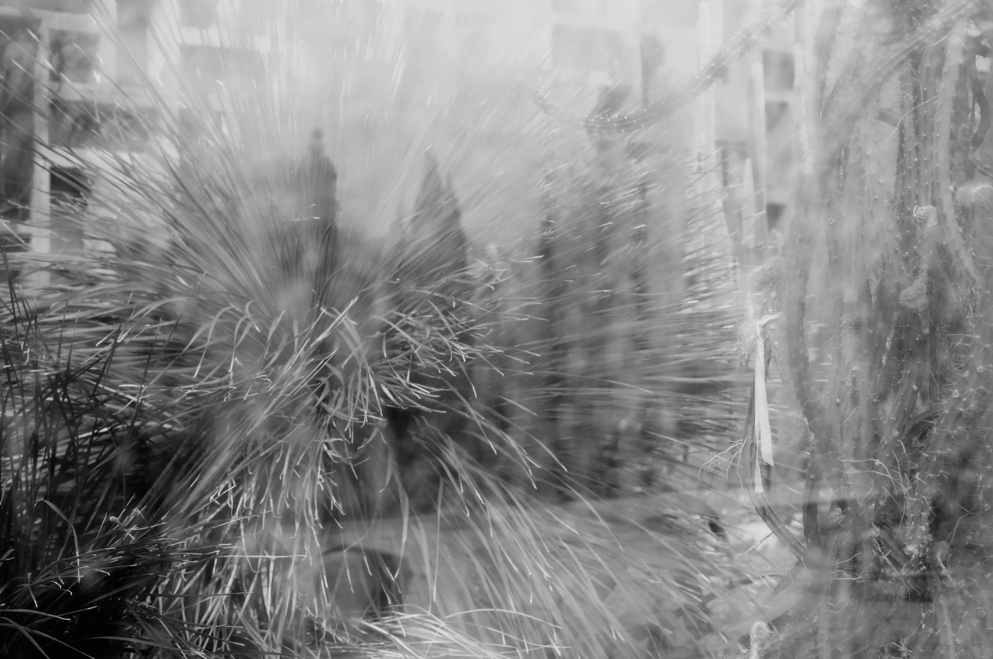 Blurred and abstract view of cacti with elongated spikes.