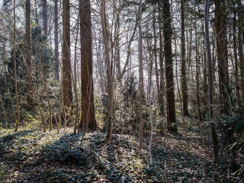 Sunlight filtering through a dense forest with tall trees and undergrowth.