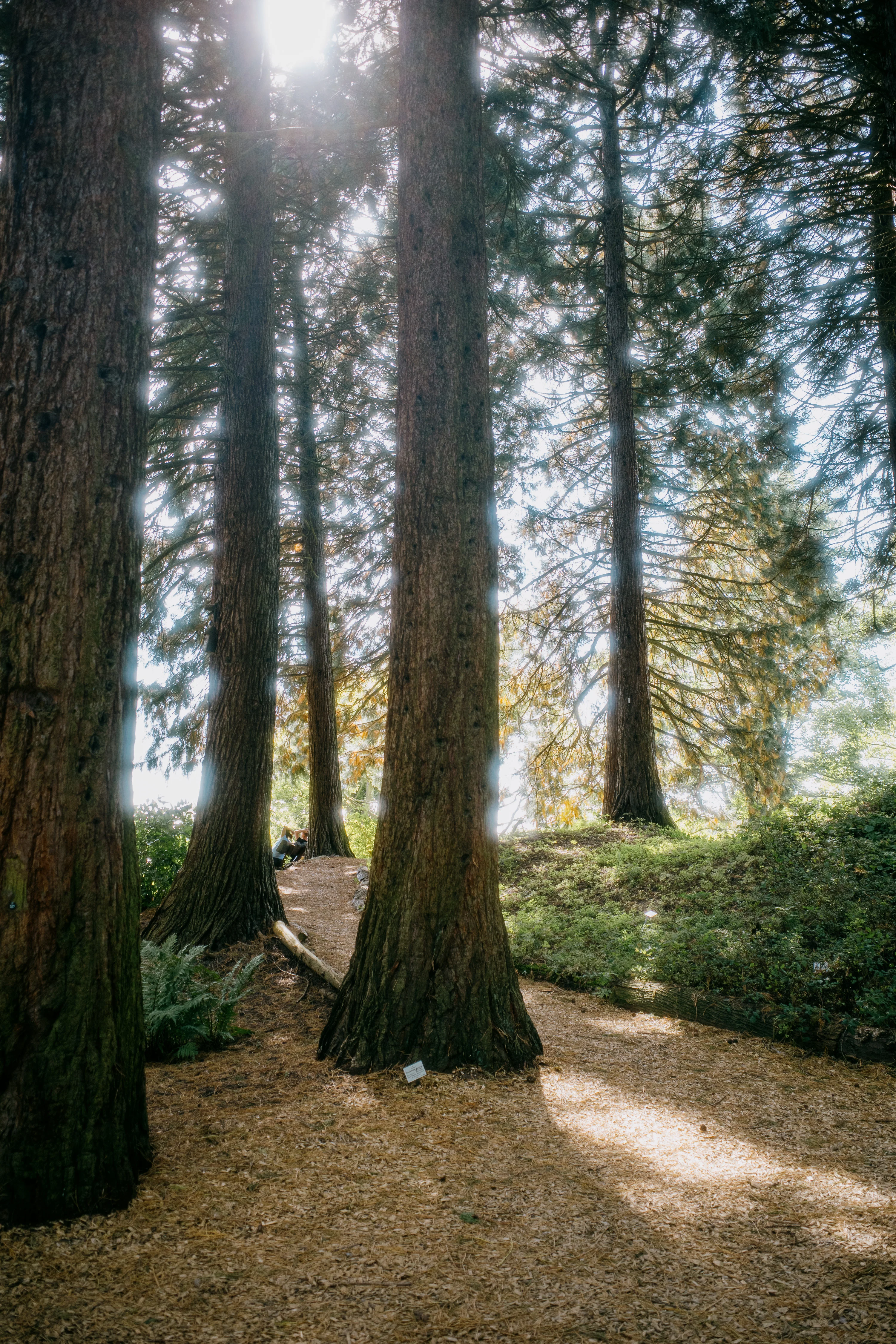 Sunlight filtering through tall trees in a forest, illuminating a dirt path.