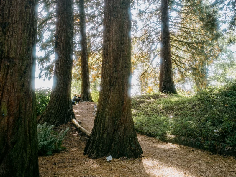 Sunlight filtering through tall trees in a forest, illuminating a dirt path.