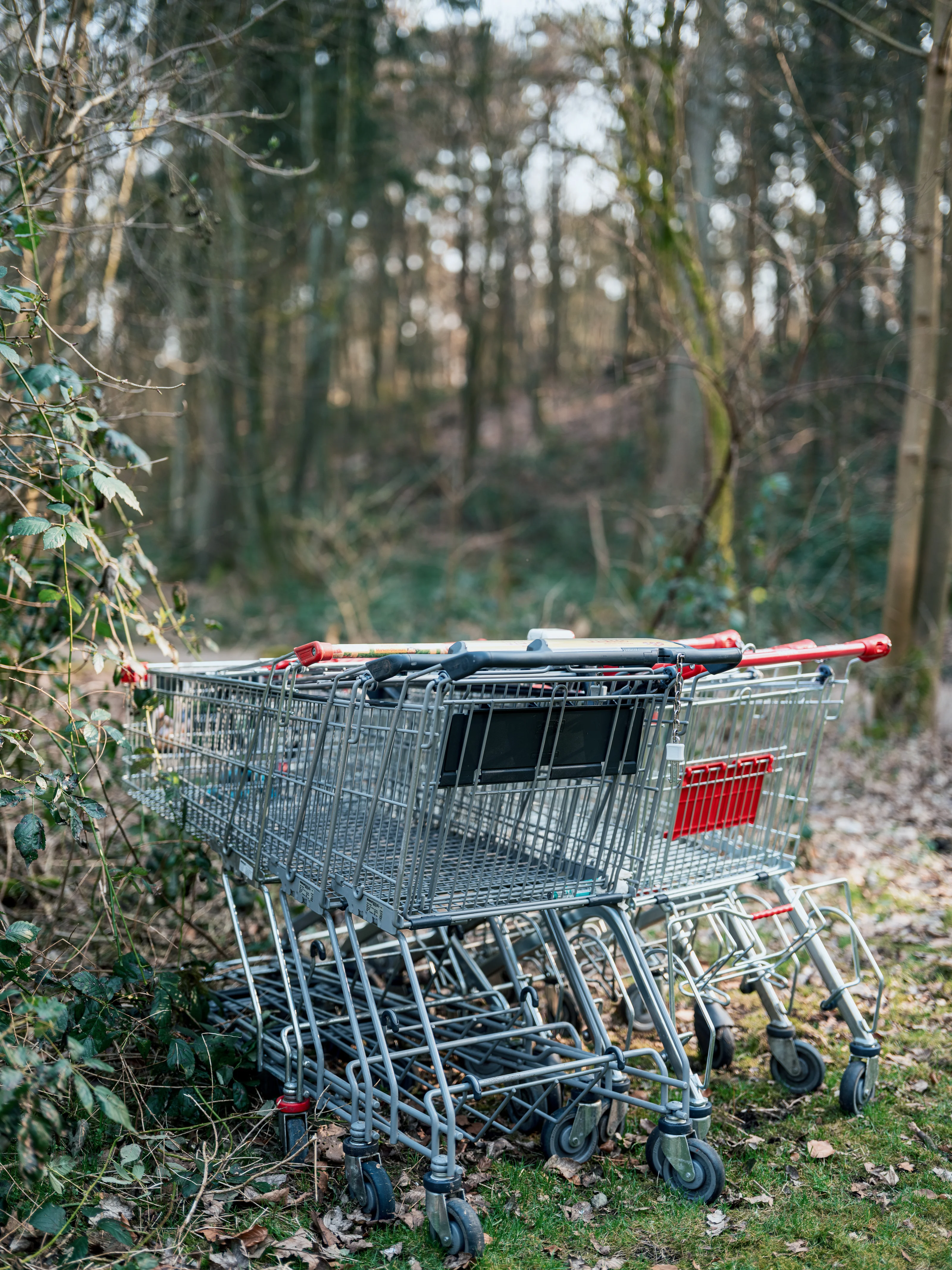 A group of abandoned shopping carts in a wooded area.