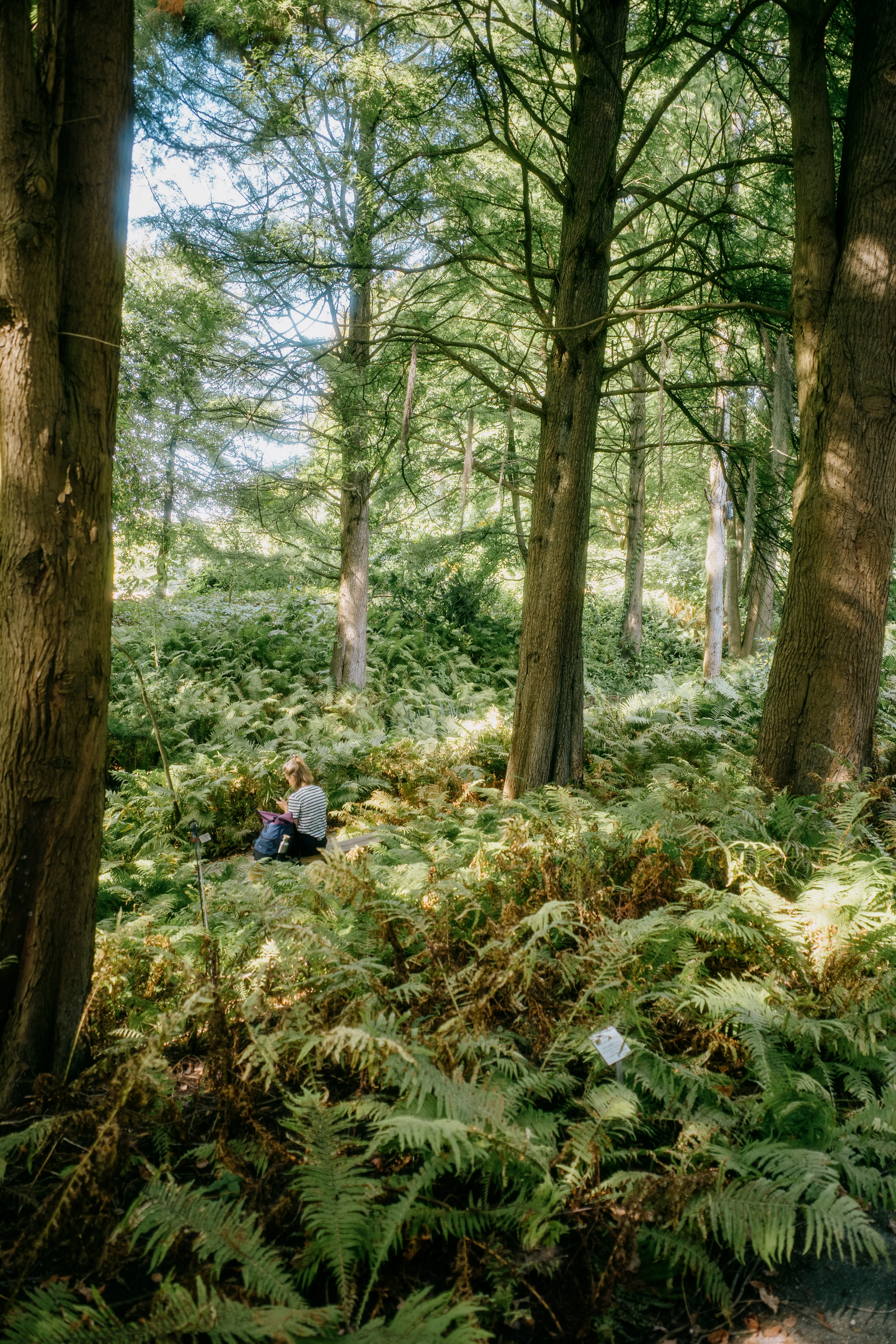 A person sitting on a log in a lush forest surrounded by tall trees and ferns.
