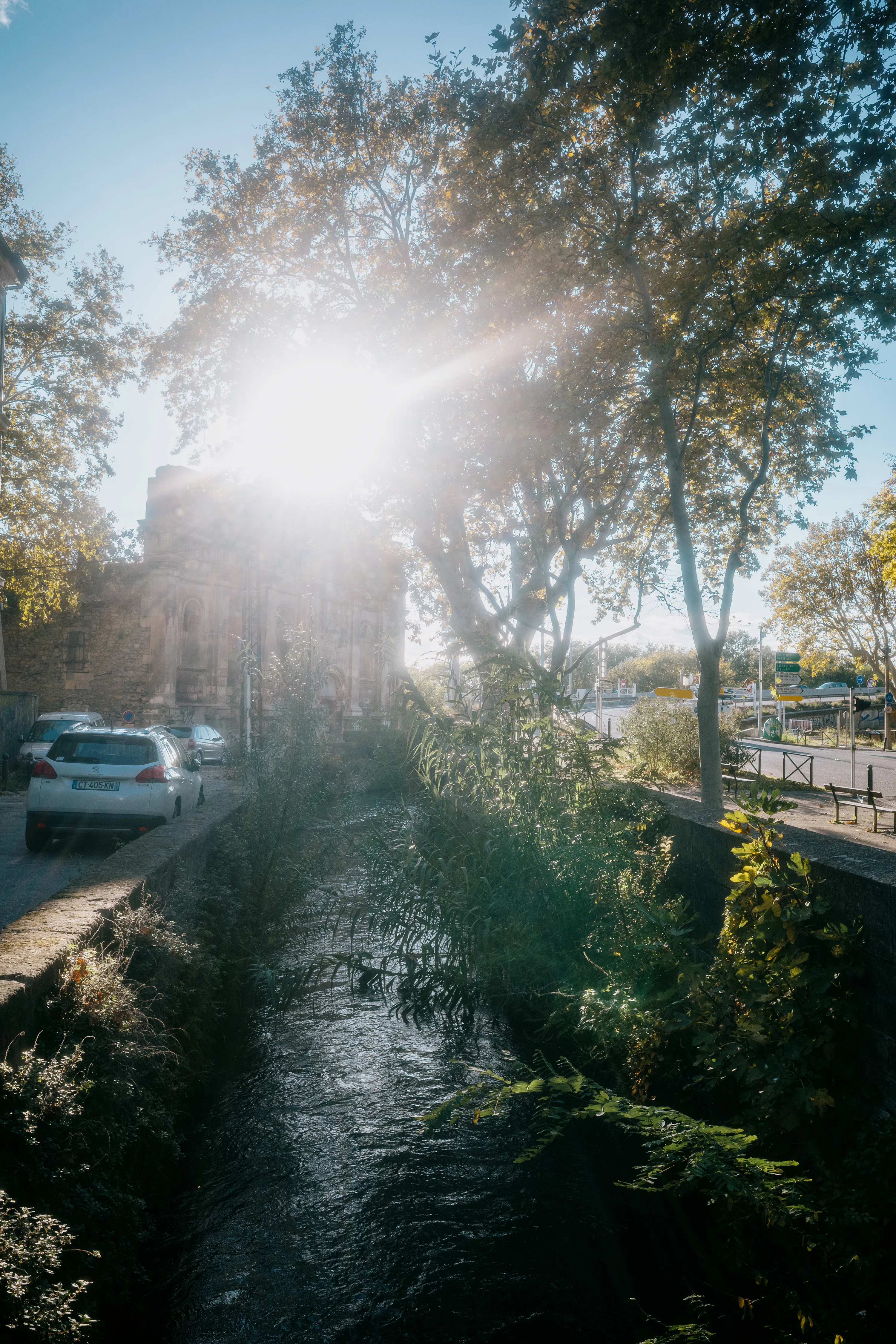 Sunlight filtering through trees near a creek and parked cars.