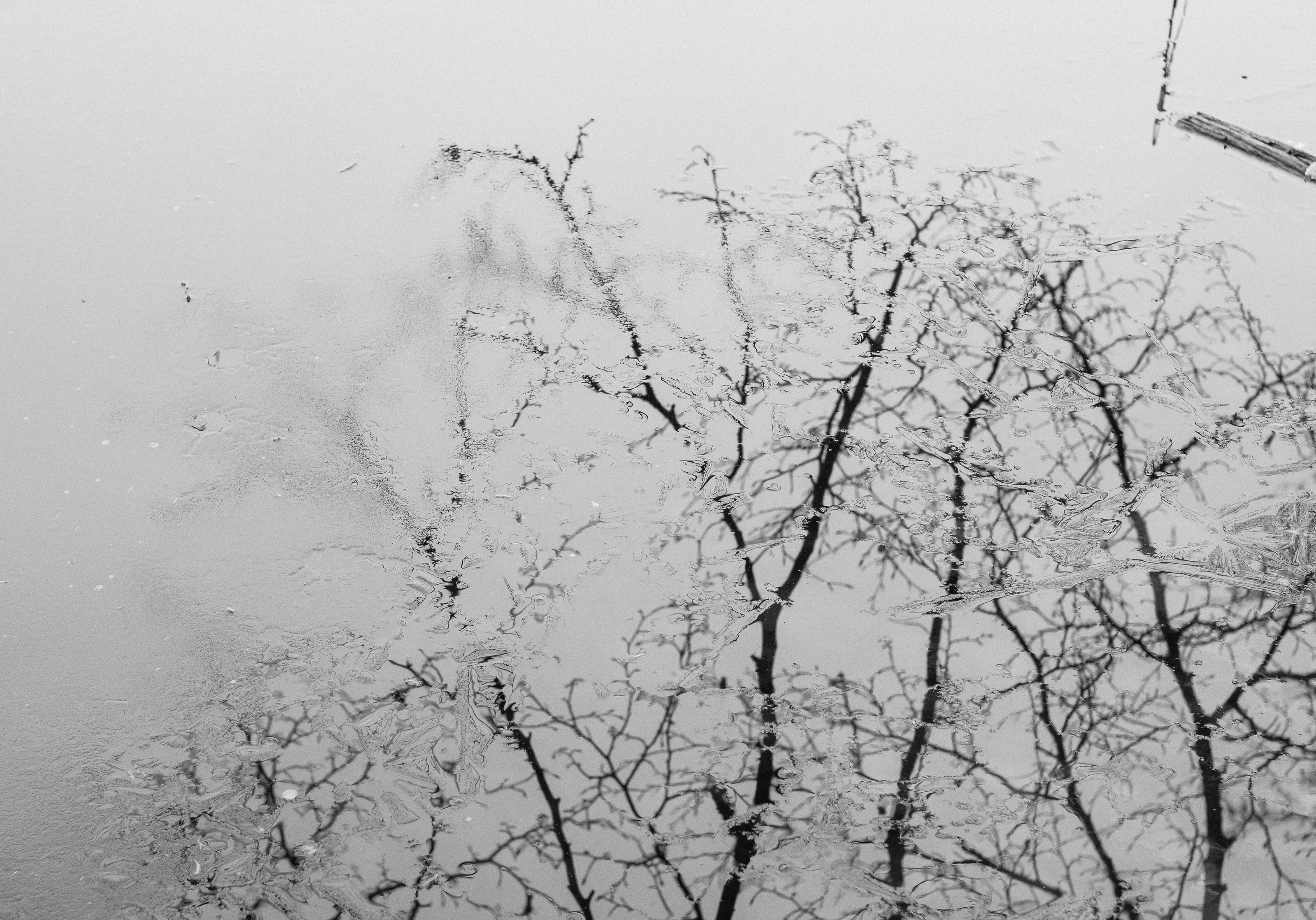 Reflection of trees and branches on an icy water surface.
