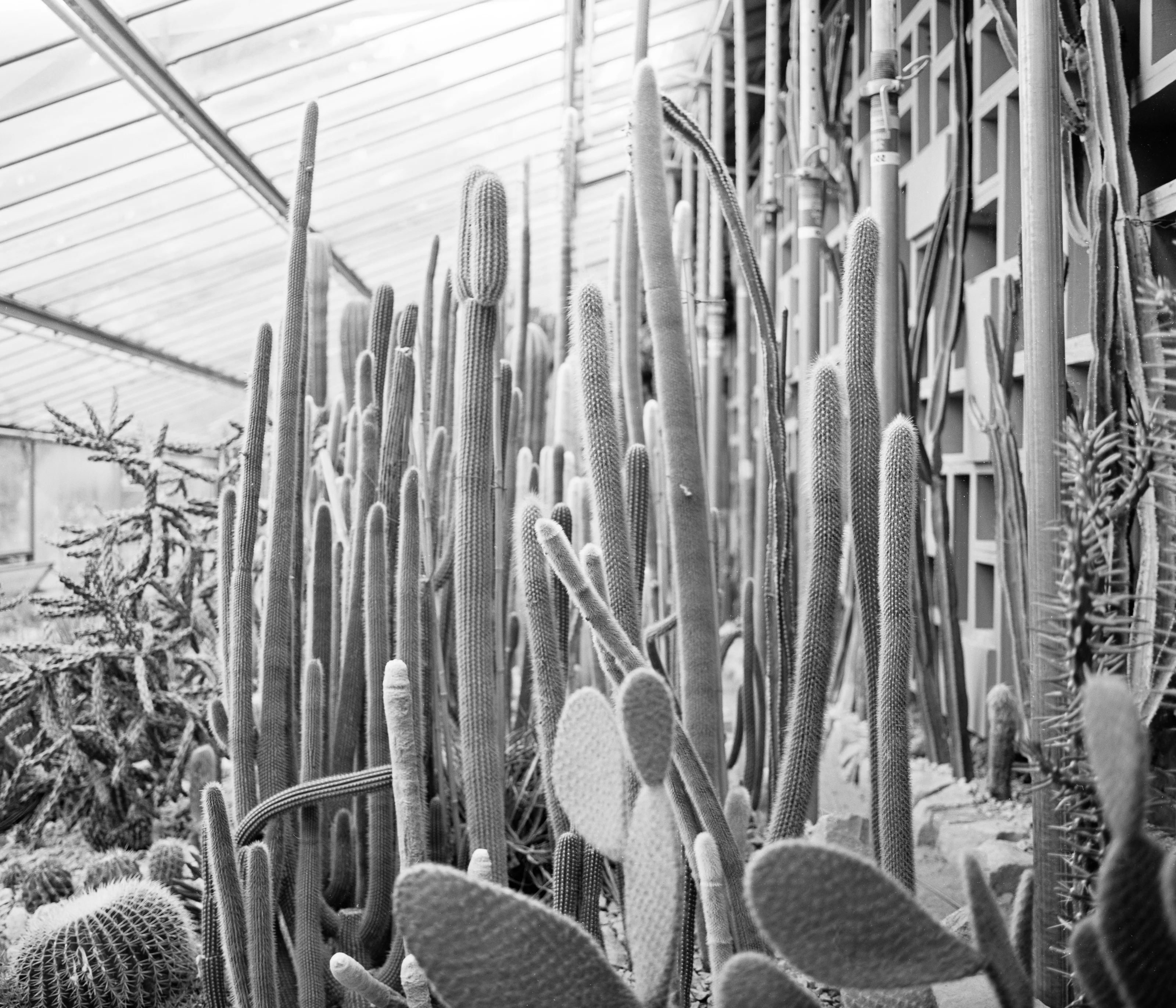 A dense collection of tall, slender cacti in a greenhouse with a glass ceiling.